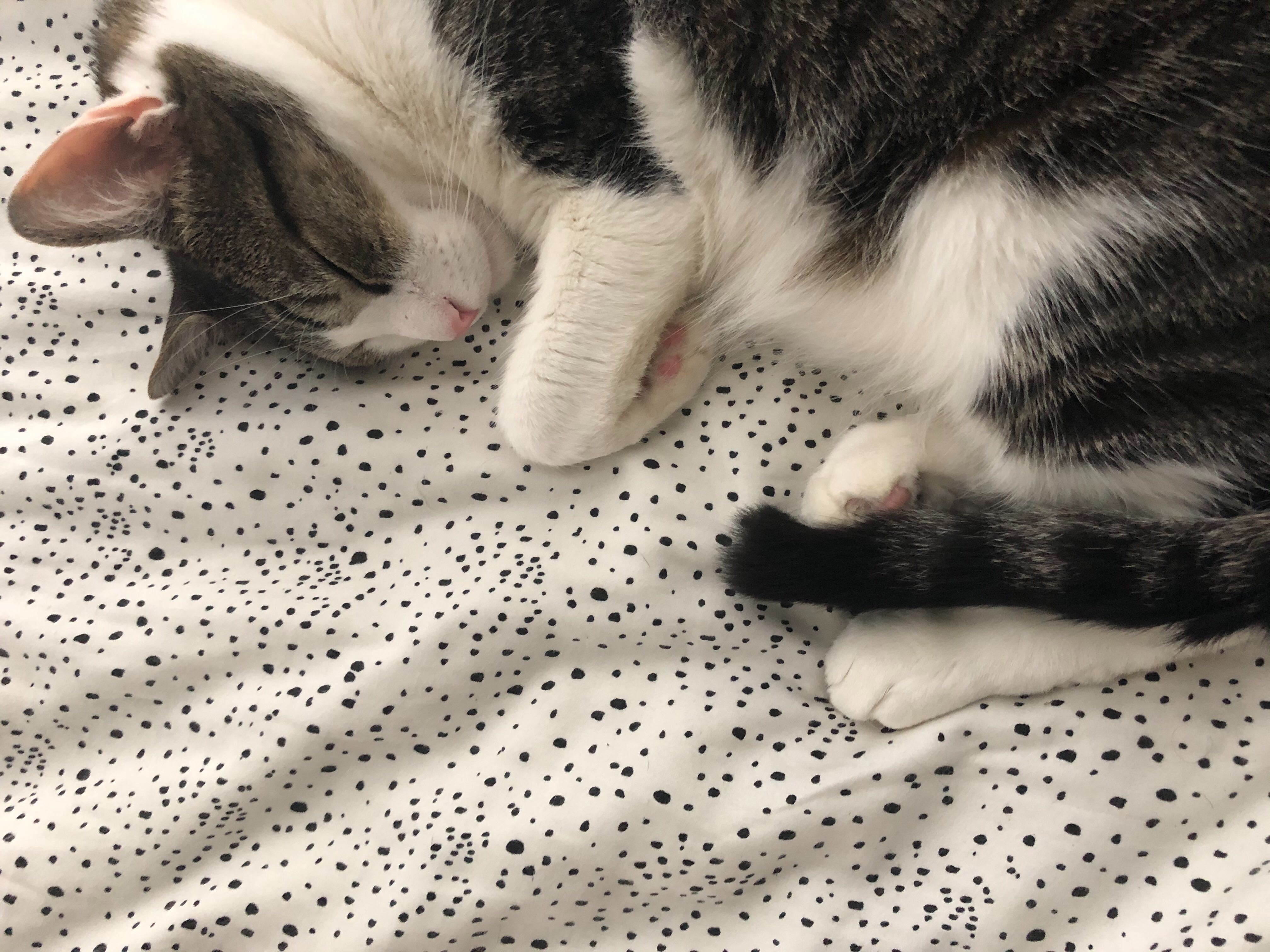 How (and How Not) to Practice Social Distancing as Demonstrated By Cats and Dogs